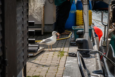 High angle view of seagulls perching on footpath