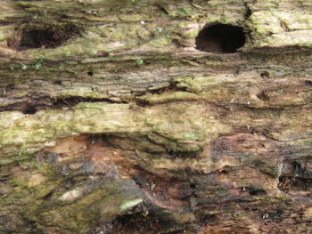 Close-up of tree trunk