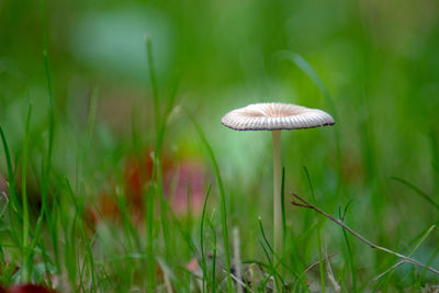 Close-up of mushroom growing on field