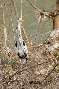 Bird perching on a tree