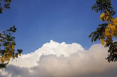 Low angle view of trees against blue sky