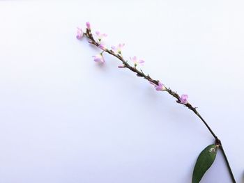 Close-up of cherry blossoms in spring