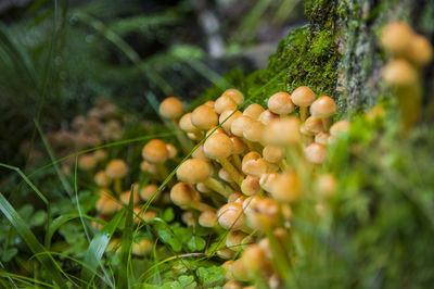 Family of white orange inedible false honey mushrooms growing from a stump in a light latvian forest