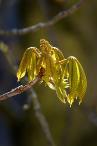 New blossom and leaves are springing.