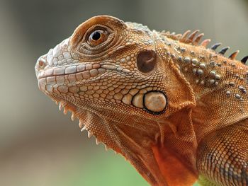 Close-up of dragon lizard