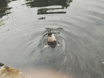 High angle view of ducks swimming in lake