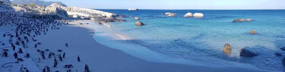 White sandy beach dotted with african penguins