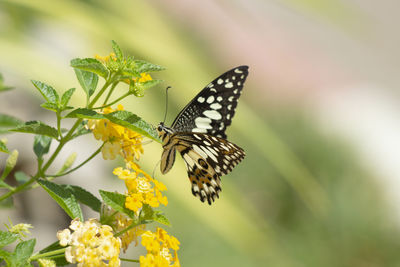 Close-up of butterfly pollinating on yellow flower