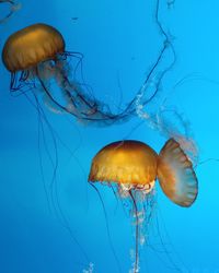 Close-up of jellyfish in water