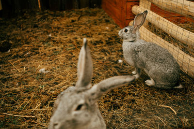 High angle view of rabbits on grassy land