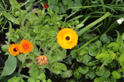 Yellow flowers growing outdoors