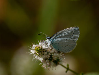 Close-up of butterfly pollinating on flower