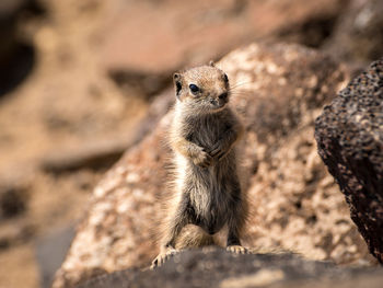 Close-up of an animal looking away