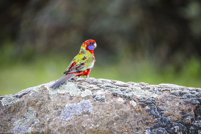 Close-up of bird perching on rock