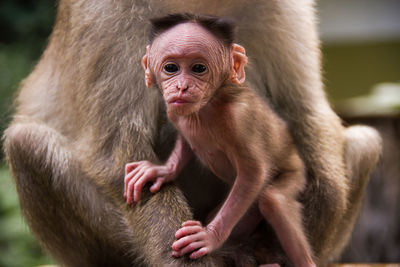 Mother and baby monkeys