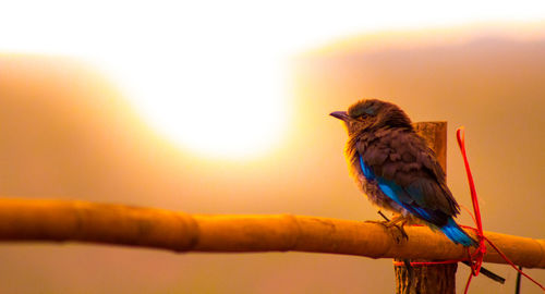 Close-up of bird perching on branch against orange sky