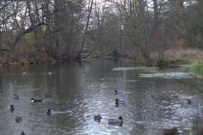 Bird flying over lake