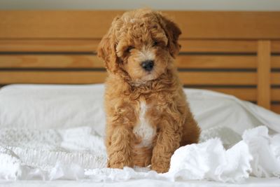 Cute brown puppy on a bed with white linen