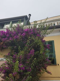 Low angle view of flower trees against clear sky