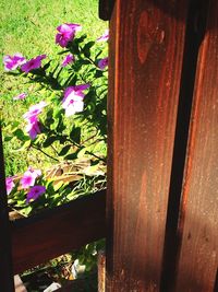 Close-up of flowers blooming outdoors