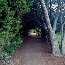 Narrow pathway along trees in park
