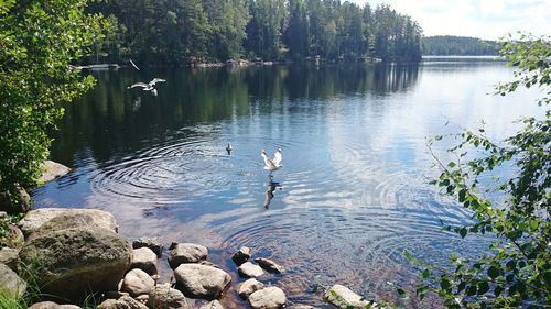 View of ducks swimming in lake