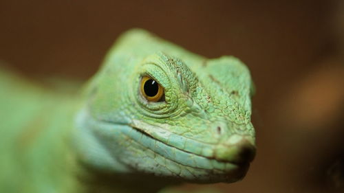 Close-up portrait of lizard