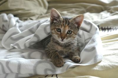 Portrait of kitten resting on bed
