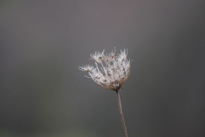 Close-up of wilted flower