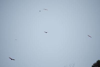 Low angle view of birds flying in the sky