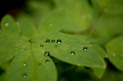 Close-up of water drops on leaves