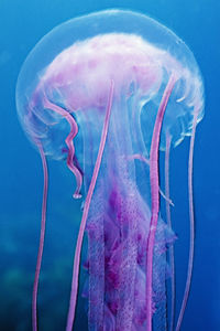 A colorful jellyfish (pelagia noctluca) in the channel islands, ca