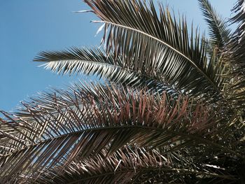 Low angle view of palm tree leaves against sky