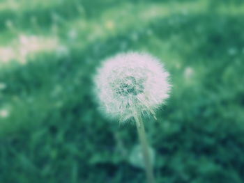 Close-up of dandelion flower