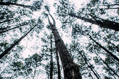 Low angle view of trees against sky