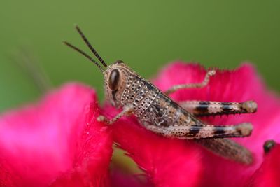 Close-up of insect on red leaf