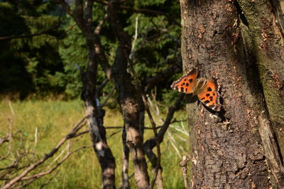 Close-up of butterfly on tree trunk