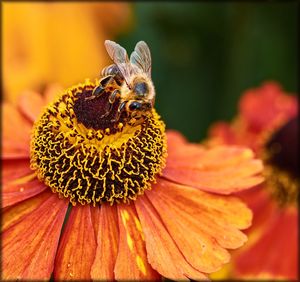 Close-up of bee pollinating on flower