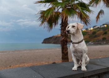 Close-up of dog sitting by sea against sky