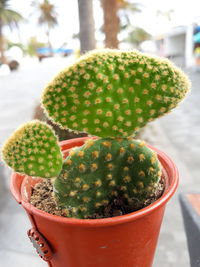 Close-up of succulent plant