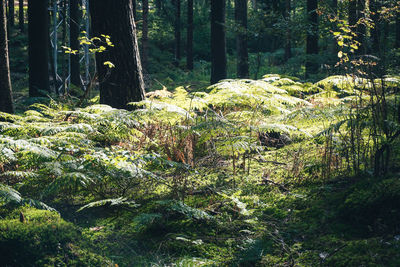 Trees growing in forest