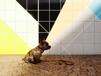 High angle view of dog sitting on cobblestone street by wall