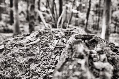 Close-up of tree trunk