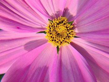 Close-up of pink cosmos flower blooming outdoors