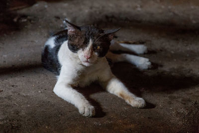 High angle view of cat resting on floor