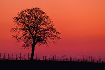 Silhouette tree on field against orange sky