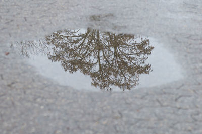 Reflection of bare trees in water