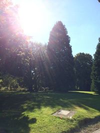 Sun shining through trees in park