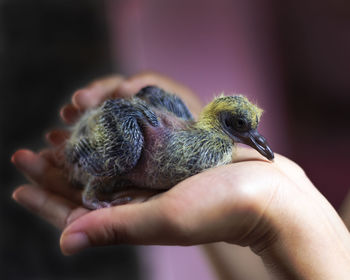 Close-up of a hand holding a bird