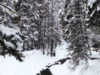 Snow covered trees during winter